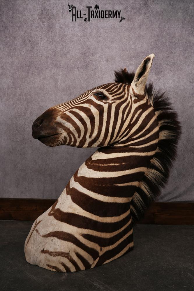 African Zebra taxidermy mount SKU 2562 - Image 2