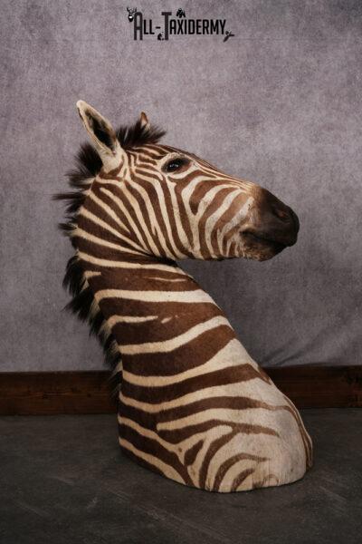 African Zebra taxidermy mount SKU 2562