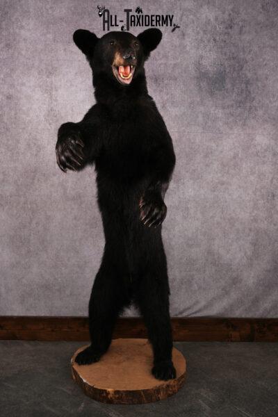 Black bear taxidermy mount SKU 2567