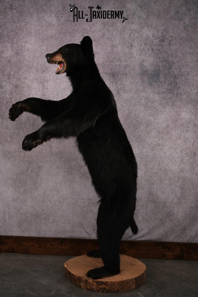 Black bear taxidermy mount SKU 2567 - Image 7