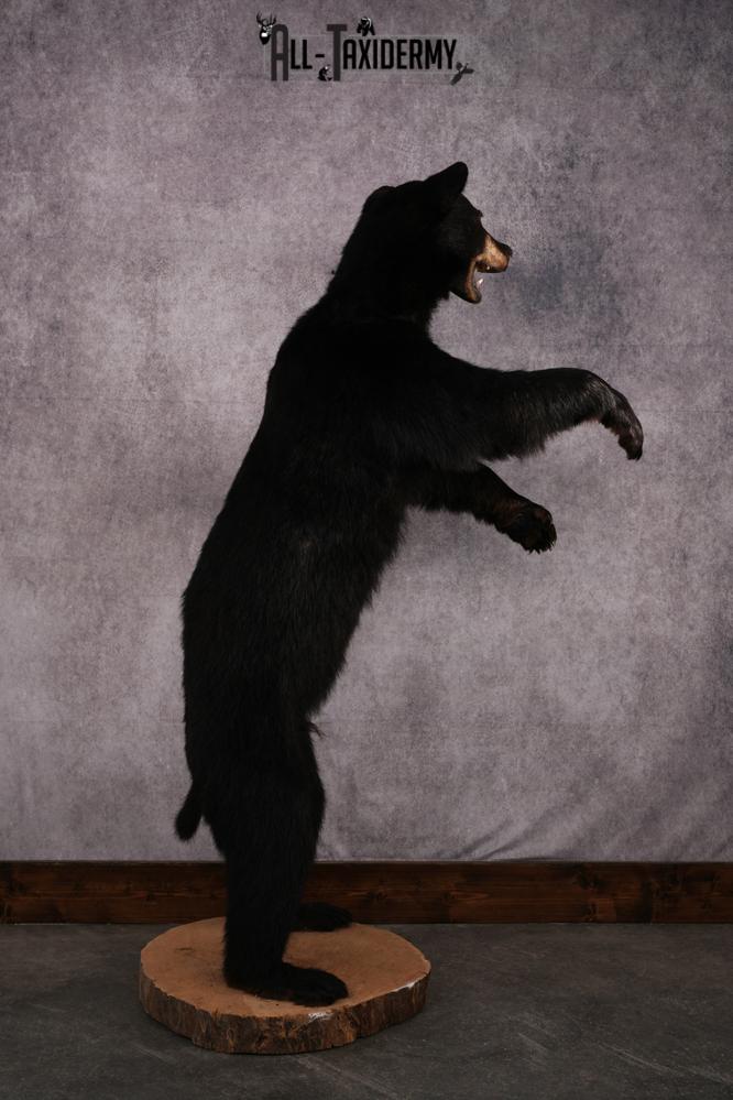 Black bear taxidermy mount SKU 2567 - Image 6