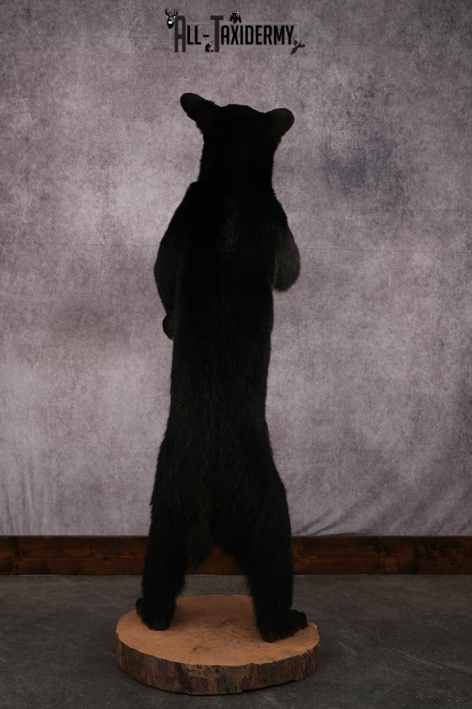 Black bear taxidermy mount SKU 2567 - Image 5