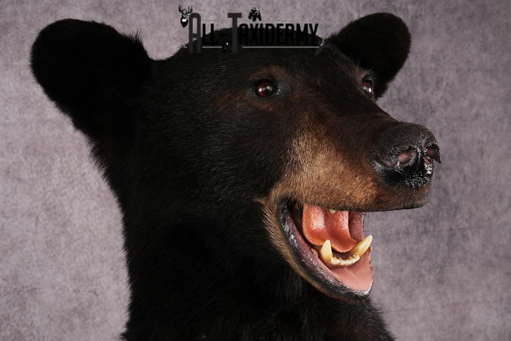 Black bear taxidermy mount SKU 2567 - Image 4