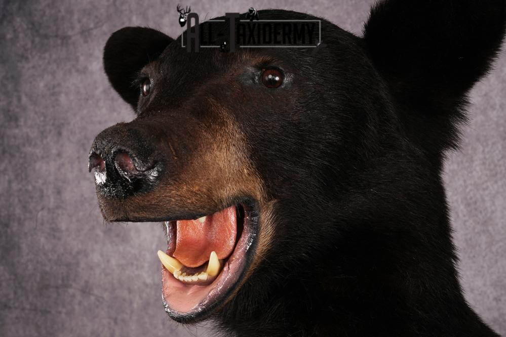 Black bear taxidermy mount SKU 2567 - Image 3
