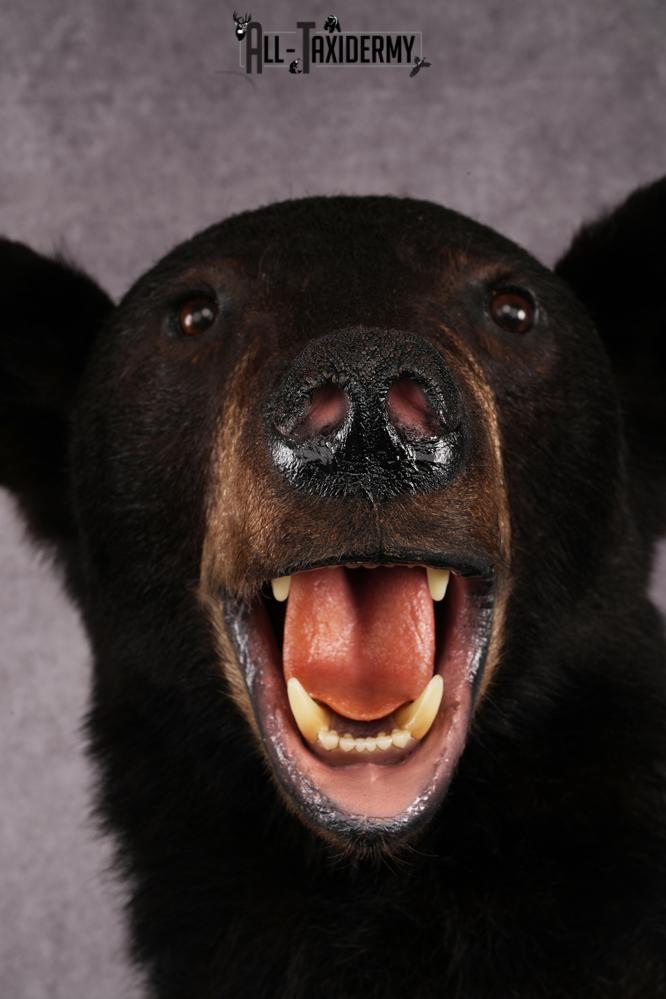Black bear taxidermy mount SKU 2567 - Image 2