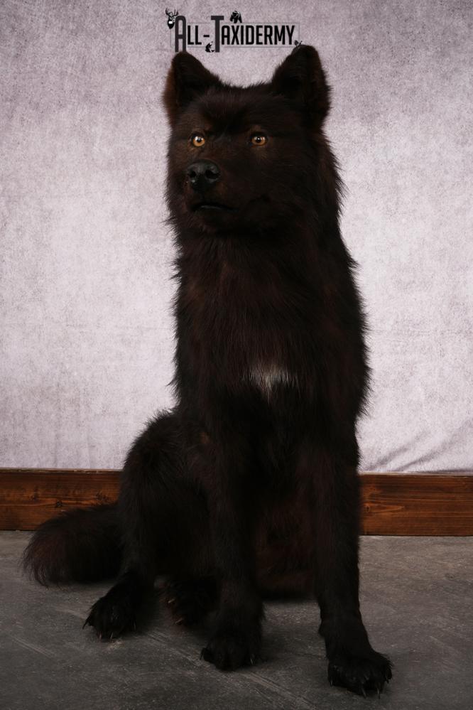 Black Wolf taxidermy mount SKU 2509