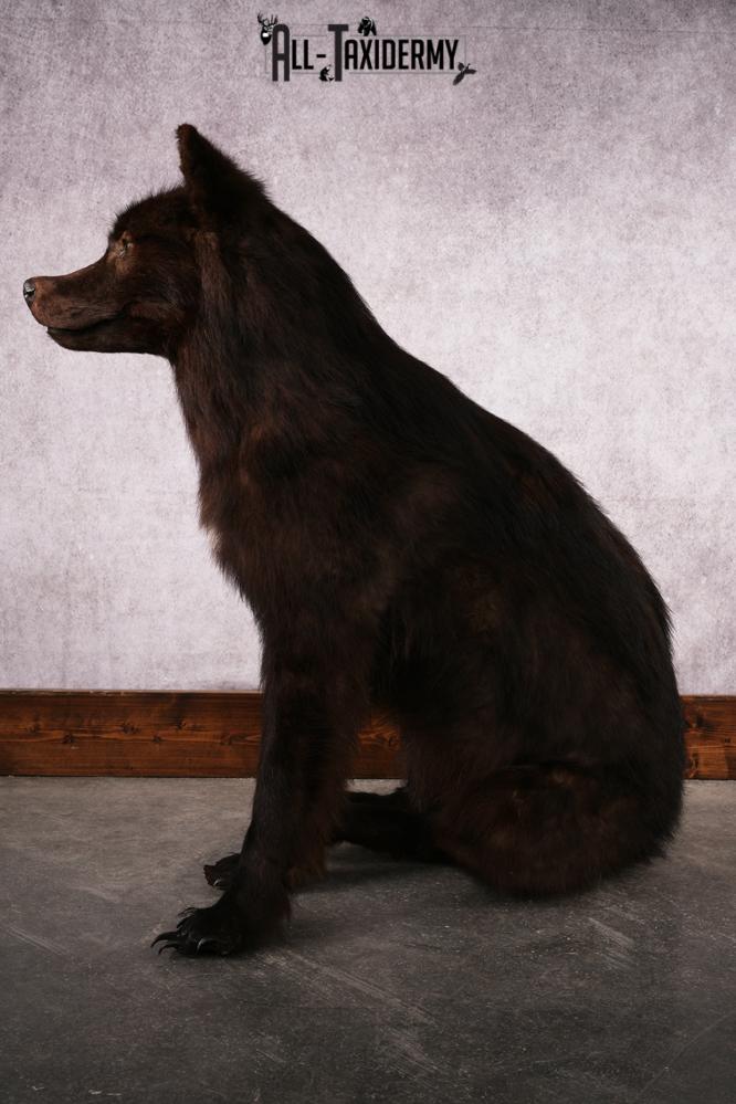 Black Wolf taxidermy mount SKU 2509 - Image 8