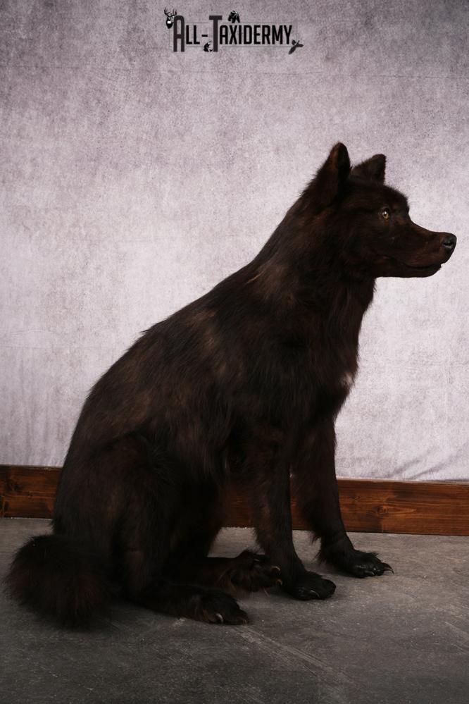 Black Wolf taxidermy mount SKU 2509 - Image 7