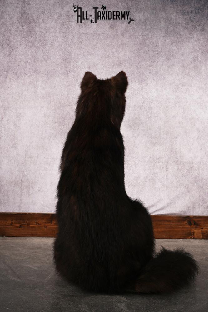 Black Wolf taxidermy mount SKU 2509 - Image 6