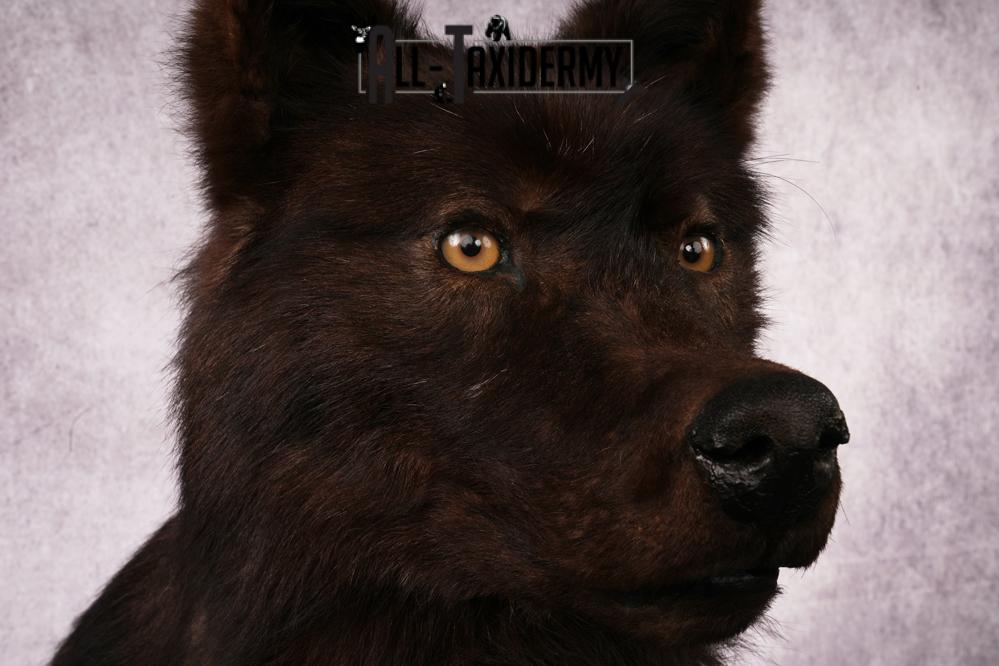 Black Wolf taxidermy mount SKU 2509 - Image 5