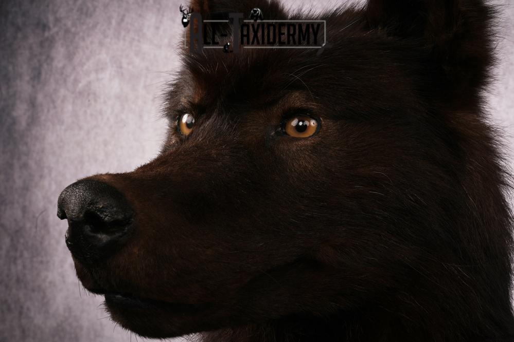 Black Wolf taxidermy mount SKU 2509 - Image 4