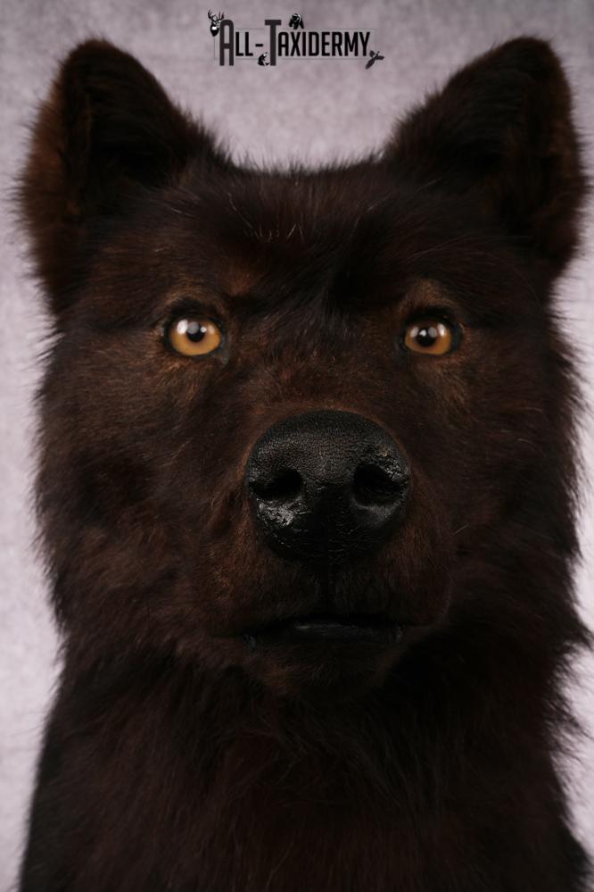 Black Wolf taxidermy mount SKU 2509 - Image 3