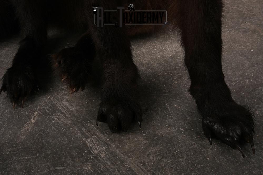 Black Wolf taxidermy mount SKU 2509 - Image 2