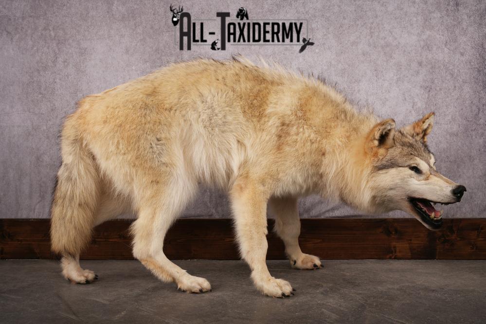Arctic Wolf taxidermy mount SKU 2508 - Image 2