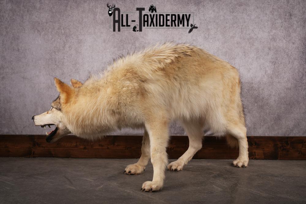Arctic Wolf taxidermy mount SKU 2508 - Image 10
