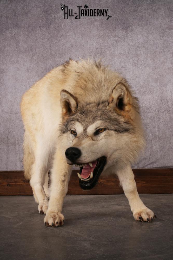 Arctic Wolf taxidermy mount SKU 2508 - Image 9