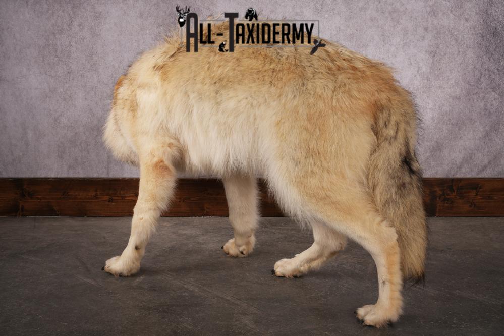 Arctic Wolf taxidermy mount SKU 2508 - Image 8