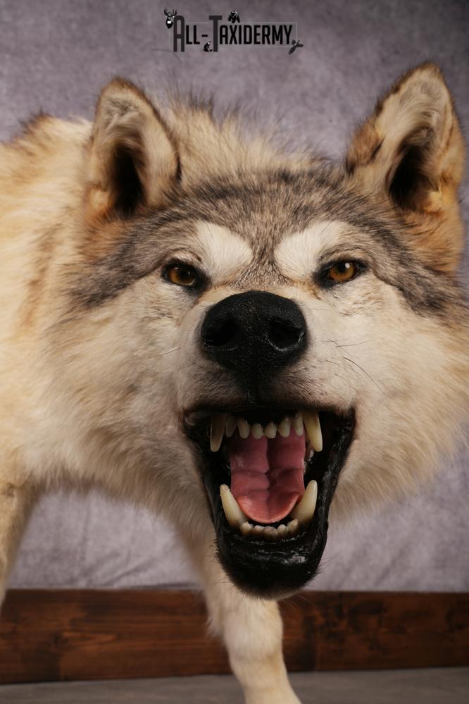 Arctic Wolf taxidermy mount SKU 2508 - Image 7