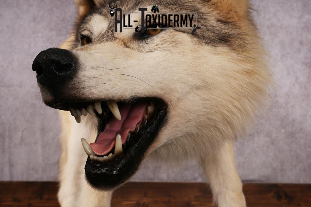 Arctic Wolf taxidermy mount SKU 2508 - Image 6