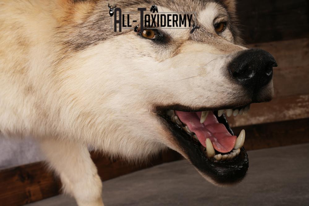 Arctic Wolf taxidermy mount SKU 2508 - Image 5
