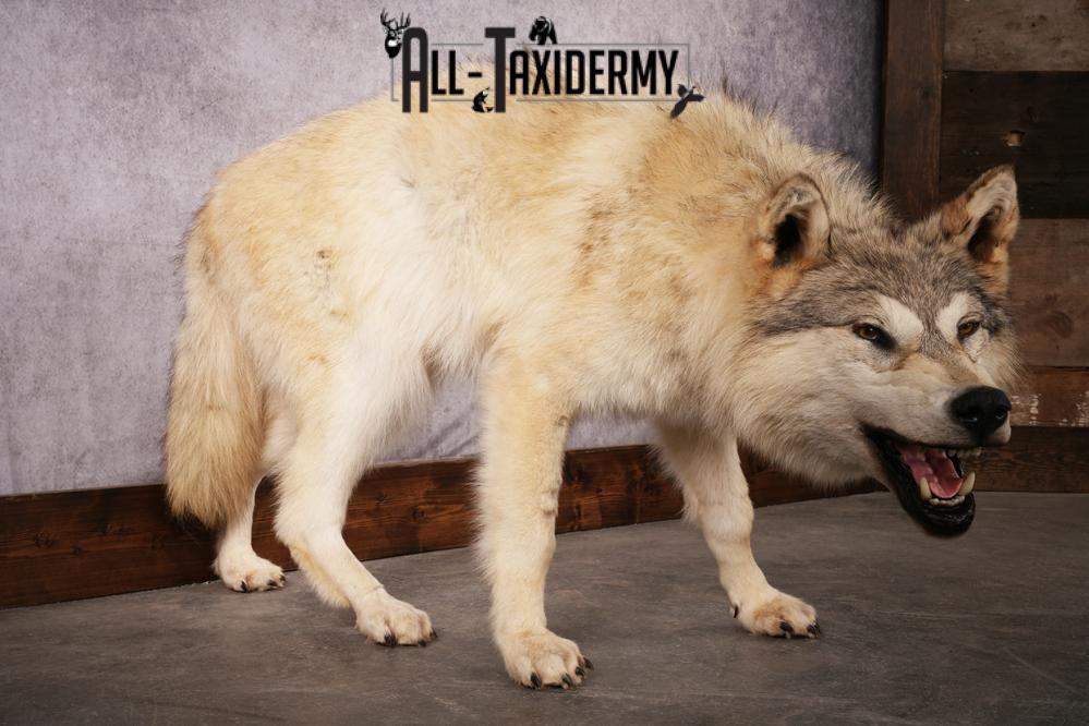 Arctic Wolf taxidermy mount SKU 2508 - Image 4