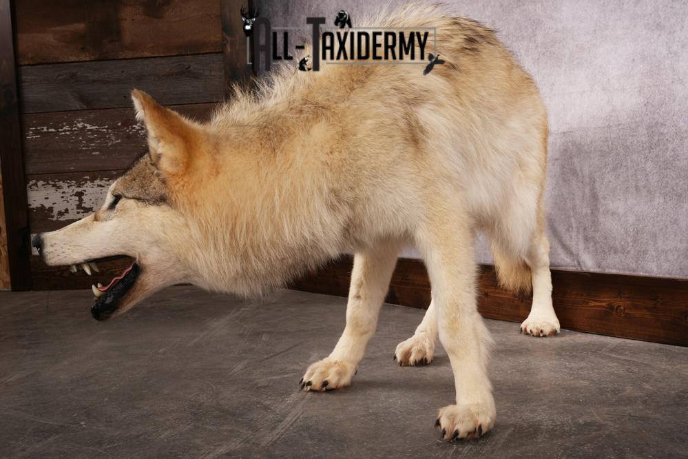 Arctic Wolf taxidermy mount SKU 2508 - Image 3