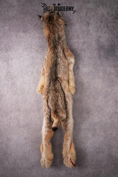 Alaskan Lynx Hide Pelt SKU 2497