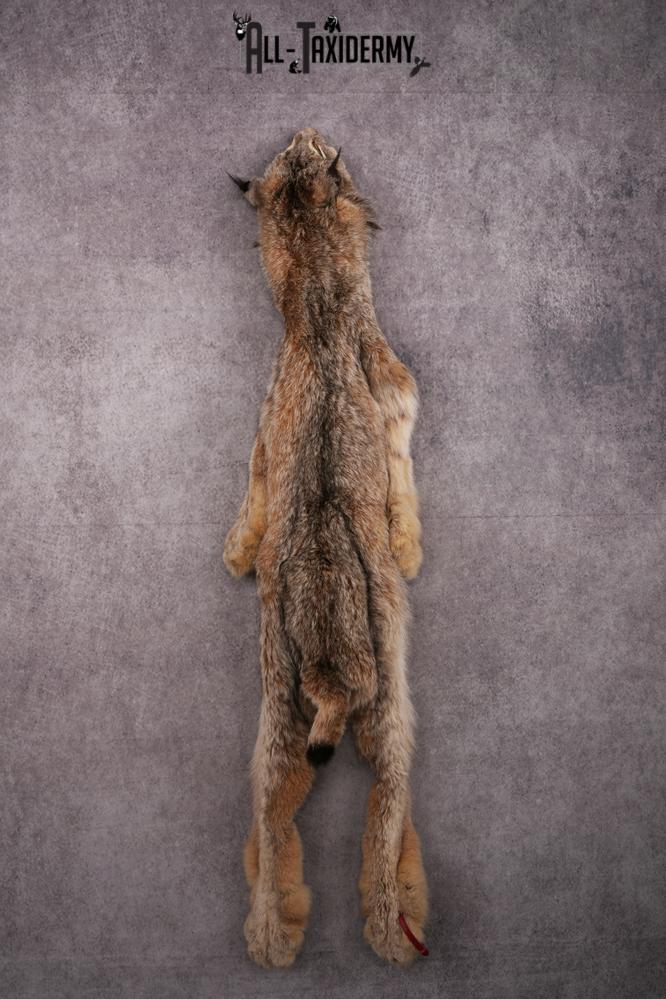 Alaskan Lynx Hide Pelt SKU 2497 - Image 4