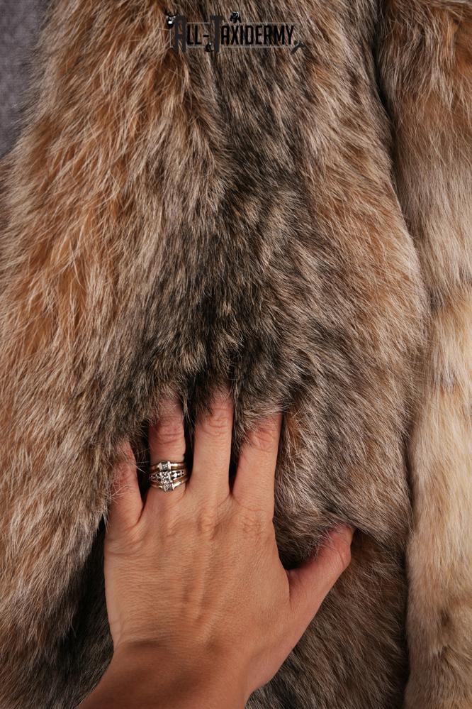 Alaskan Lynx Hide Pelt SKU 2497 - Image 3