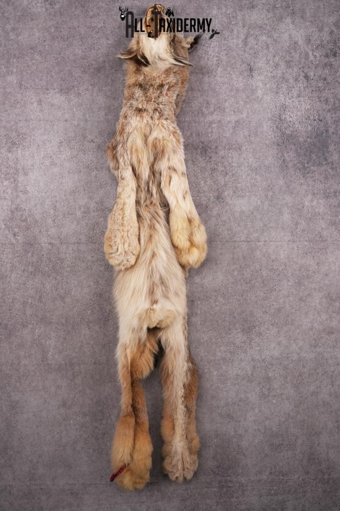 Alaskan Lynx Hide Pelt SKU 2497 - Image 2