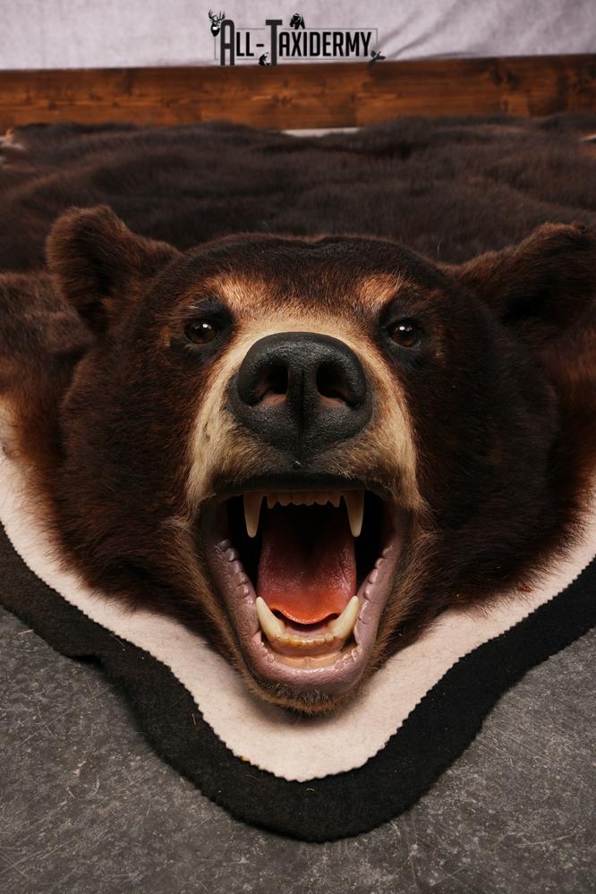 Black bear taxidermy rug SKU 2515 - Image 7