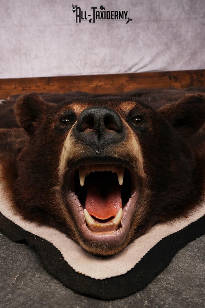 Black bear taxidermy rug SKU 2515 - Image 6
