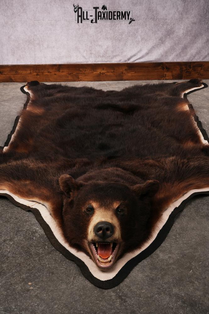 Black bear taxidermy rug SKU 2515 - Image 5