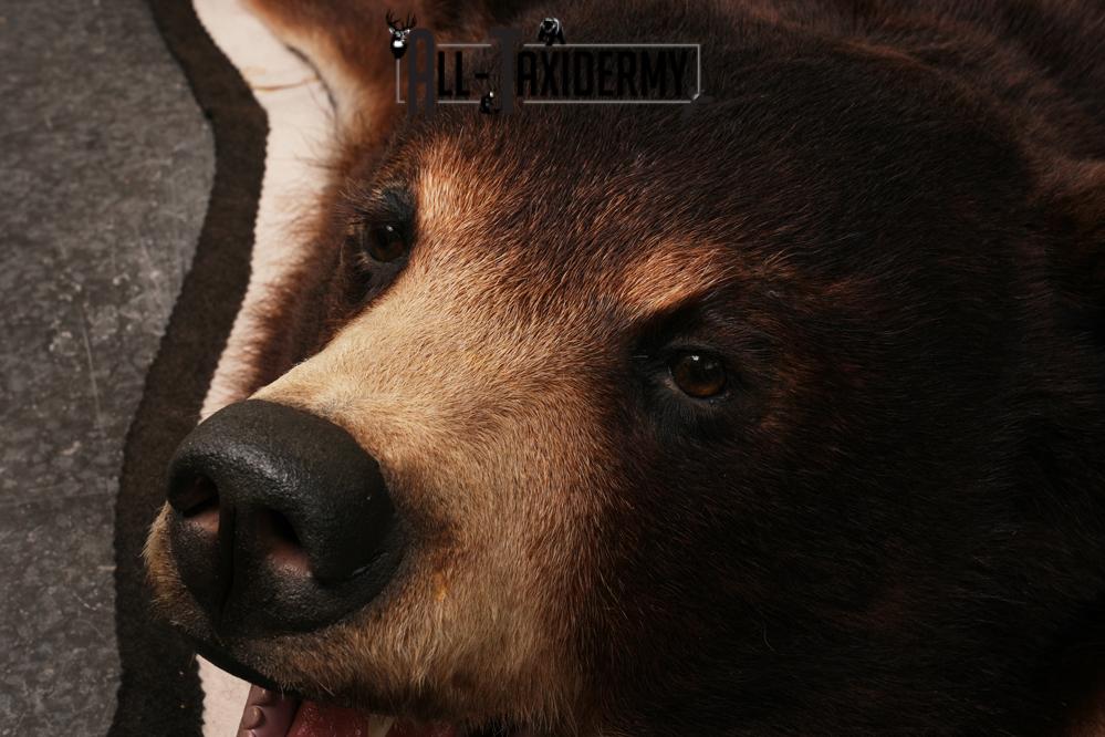 Black bear taxidermy rug SKU 2515 - Image 4