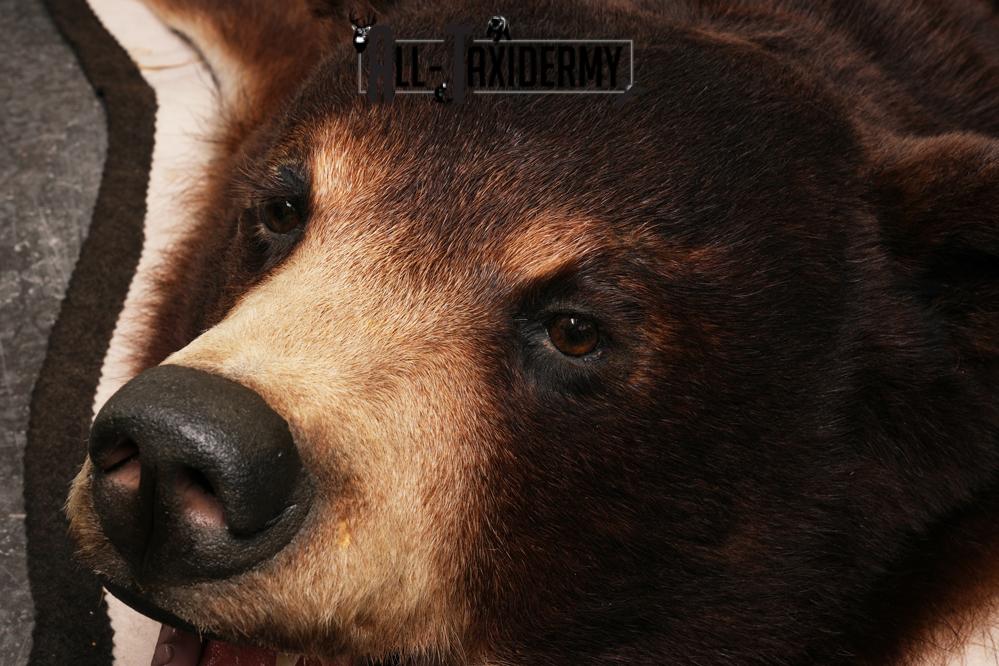 Black bear taxidermy rug SKU 2515 - Image 3