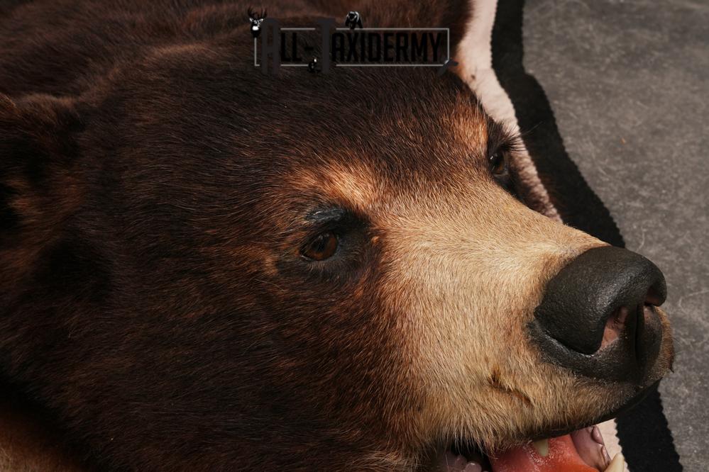 Black bear taxidermy rug SKU 2515 - Image 2