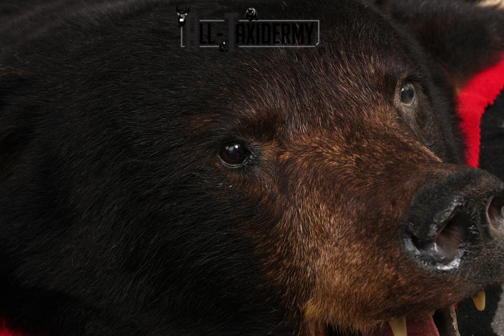 Black Bear Rug SKU 2503 - Image 3