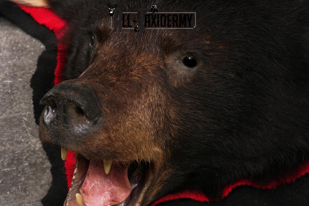 Black Bear Rug SKU 2503 - Image 2