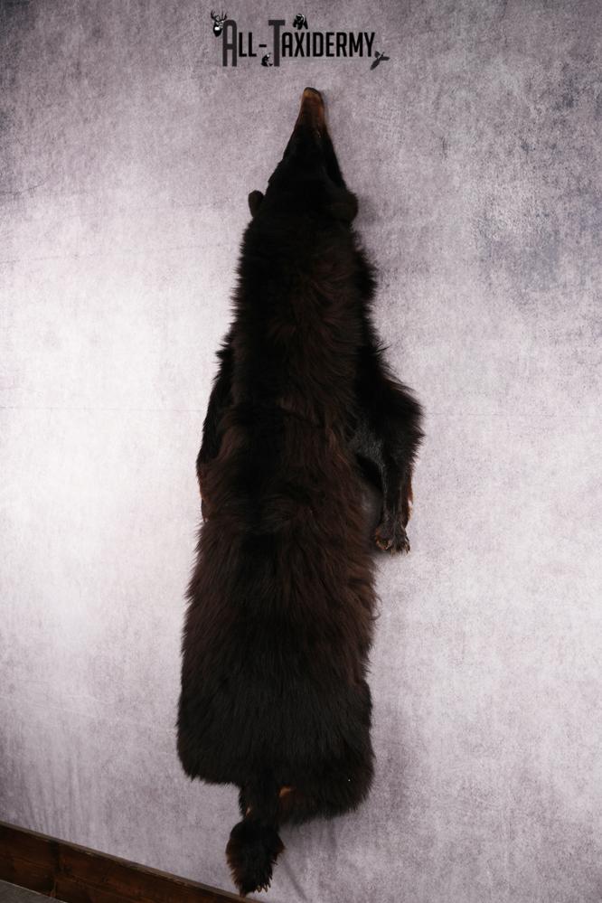 Black Bear Hide SKU 2499 - Image 3