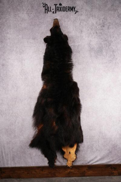 Black Bear Hide SKU 2498