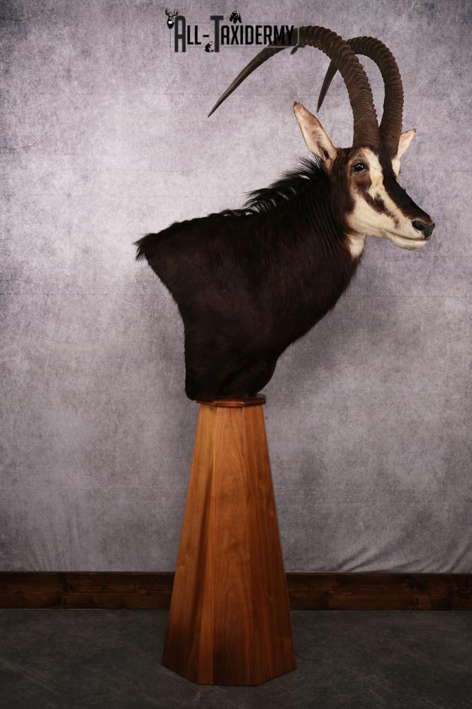 African Black Sable Taxidermy Floor Pedestal SKU 2481