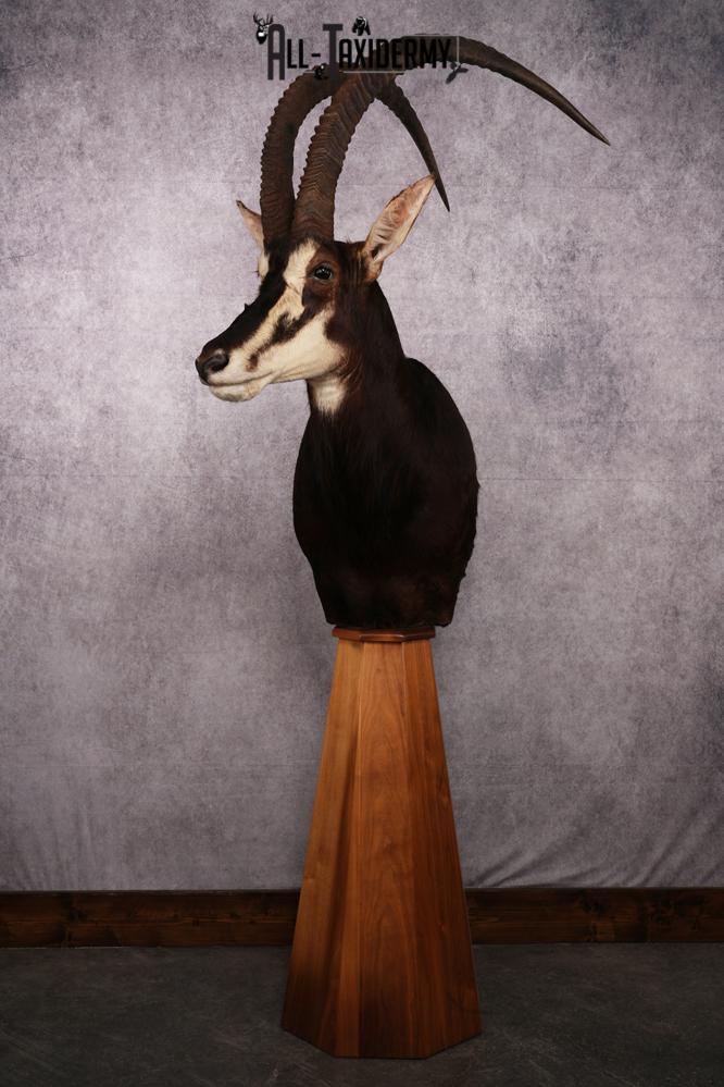 African Black Sable Taxidermy Floor Pedestal SKU 2481 - Image 10