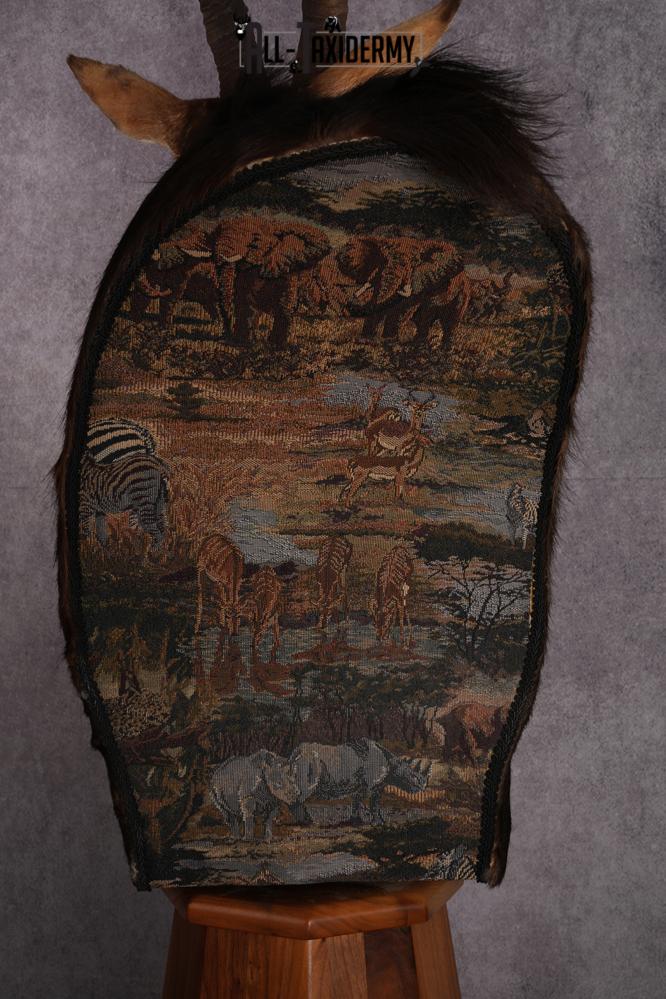 African Black Sable Taxidermy Floor Pedestal SKU 2481 - Image 7