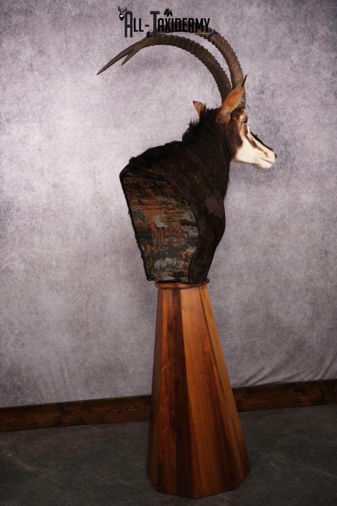 African Black Sable Taxidermy Floor Pedestal SKU 2481 - Image 6