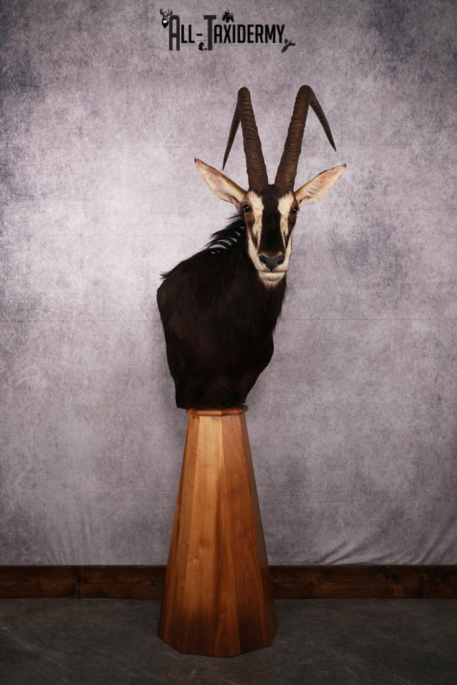 African Black Sable Taxidermy Floor Pedestal SKU 2481 - Image 5