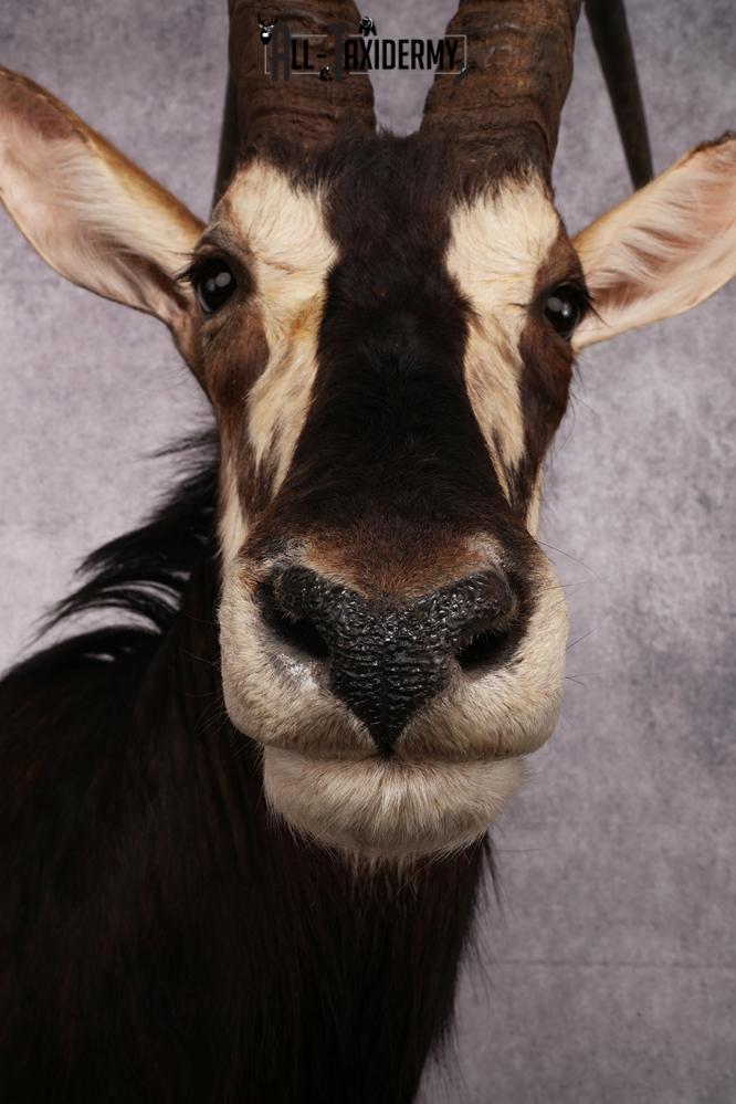 African Black Sable Taxidermy Floor Pedestal SKU 2481 - Image 4