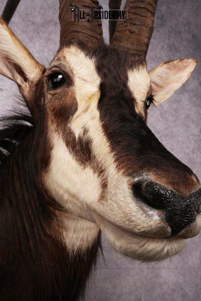 African Black Sable Taxidermy Floor Pedestal SKU 2481 - Image 3