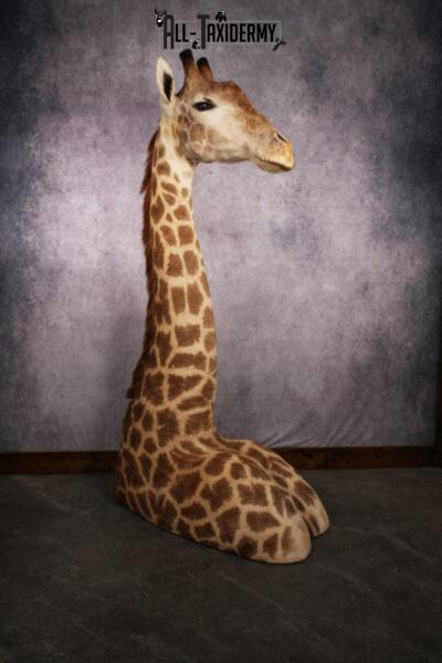 African Giraffe taxidermy floor pedestal mount SKU 2507