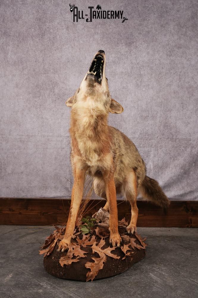 Howling Coyote Taxidermy Mount SKU 2454.1 - Image 11