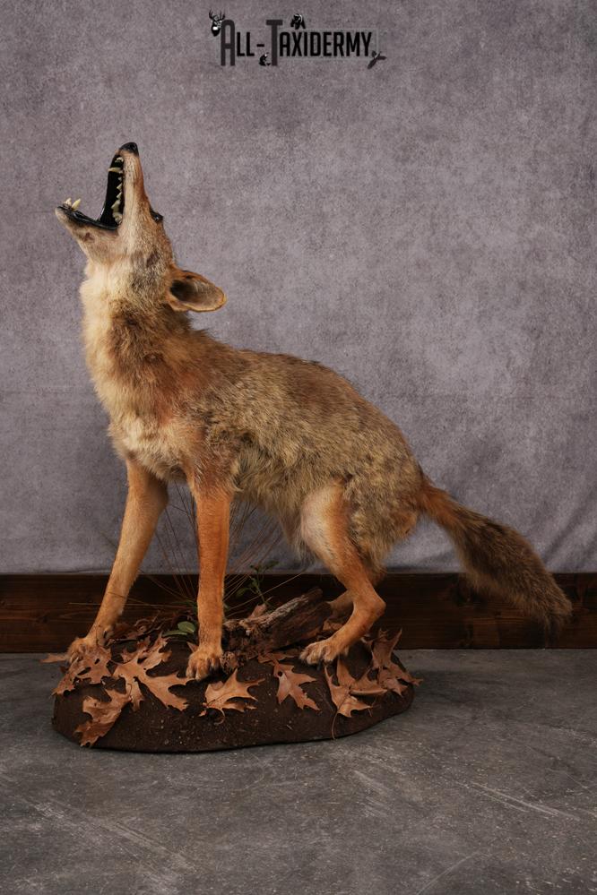 Howling Coyote Taxidermy Mount SKU 2454.1 - Image 10